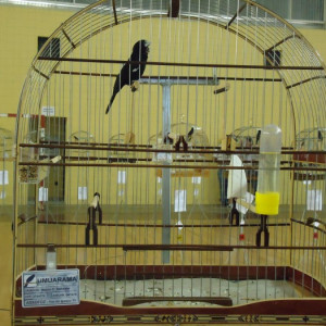ASSOFOZ