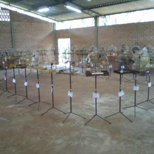 RODA BICUDO ASSOFOZ