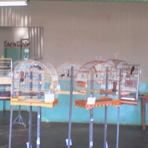 TORNEIO MARACAJU-2013